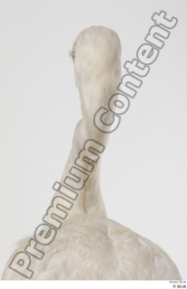 Stork  2 head neck 0006.jpg